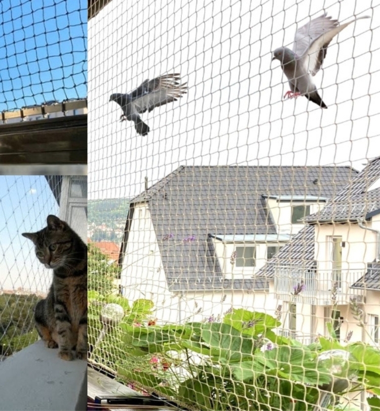 Pigeon Safety Nets