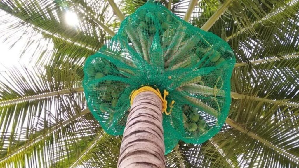 coconut-tree-safety-nets