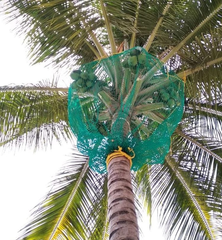 Cococnut Nets Cococnut Nets